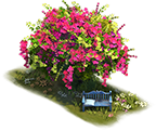 Datei:Flowering Bougainvillea Tree.png